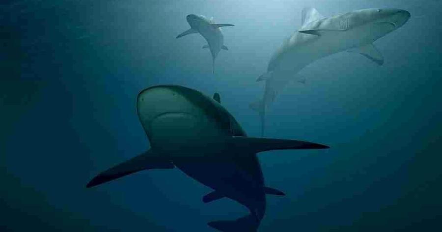 Γέμισαν καρχαρίες και σαλάχια οι ελληνικές θάλασσες – Αναλυτικός χάρτης