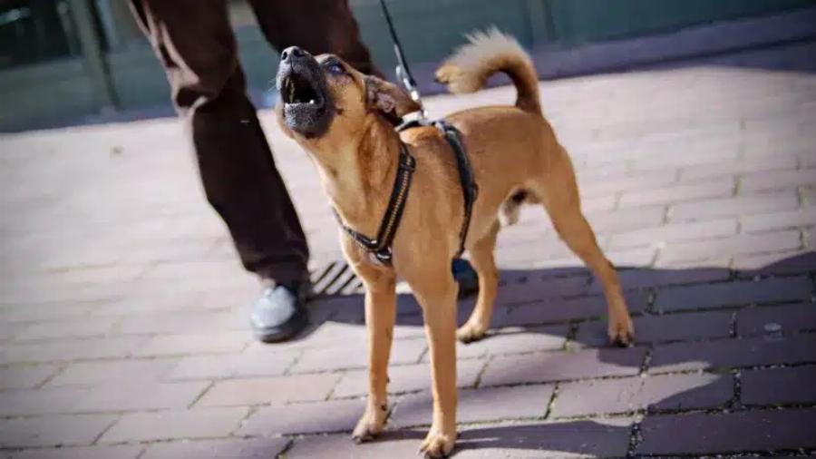 Τα σκυλιά μπορούν να ξεχωρίσουν ποιος είναι καλός και ποιος κακός άνθρωπος