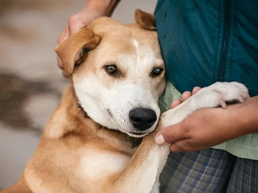 Τα σκυλιά μπορούν να ξεχωρίσουν ποιος είναι καλός και ποιος κακός άνθρωπος