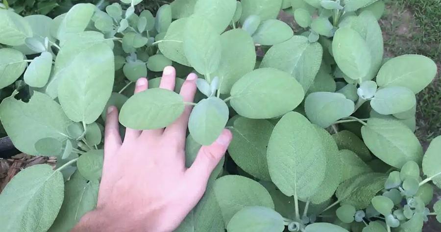 Φασκόμηλο: Το τσάι της Ελλάδας, η αντιβιωτική δράση, ευεργετικό για τα μαλλιά και βάλσαμο για τις κράμπες