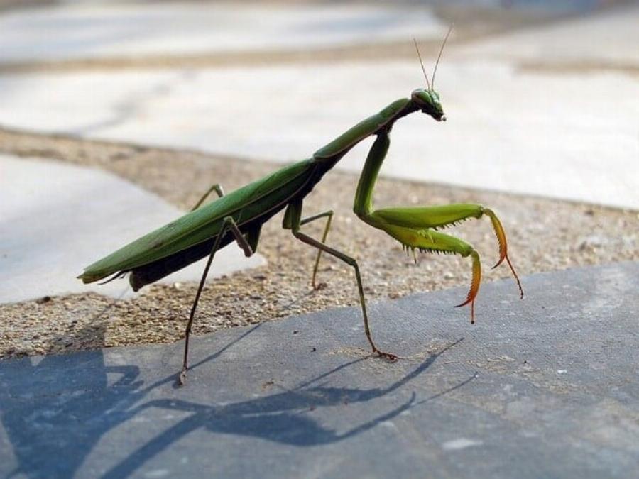 Όταν αυτό το έντομο προσγείωνεται πάνω σας, να τι θέλει να πει το σύμπαν