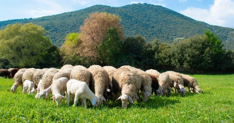 Συναγερμός με την ευλογιά αιγοπροβάτων – Κίνδυνος για lockdown από Τσιάρα