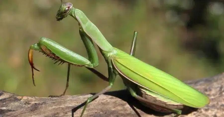 Όταν αυτό το έντομο προσγείωνεται πάνω σας, να τι θέλει να πει το σύμπαν