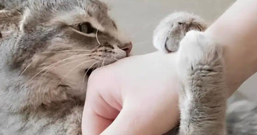 Σας δαγκώνει η γάτα σας; Να τι σημαίνει