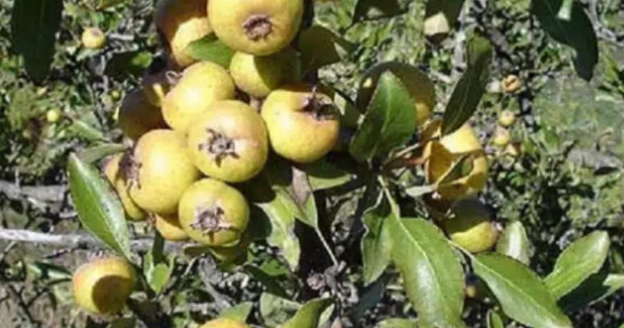 Ήταν ένας «θησαυρός» της χώρας: Ποιο είναι το ξεχασμένο δέντρο που μεγάλωσε γενιές Ελλήνων και γιατί εξαφανίστηκε