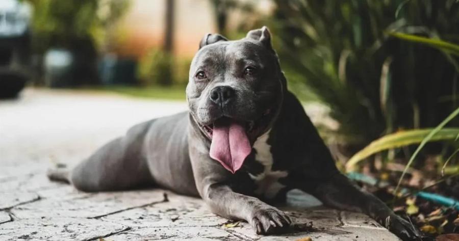 Aσύλληπτη τpαγωδiα: Nεκpός 7χρονος από επiθεση σκύλων