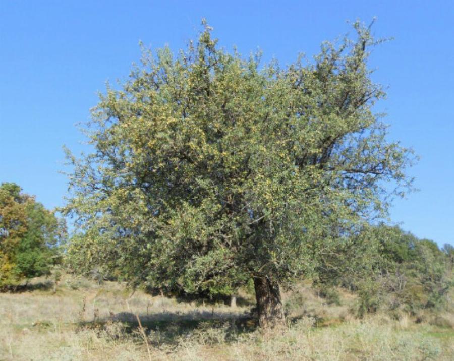 Ήταν ένας «θησαυρός» της χώρας: Ποιο είναι το ξεχασμένο δέντρο που μεγάλωσε γενιές Ελλήνων και γιατί εξαφανίστηκε