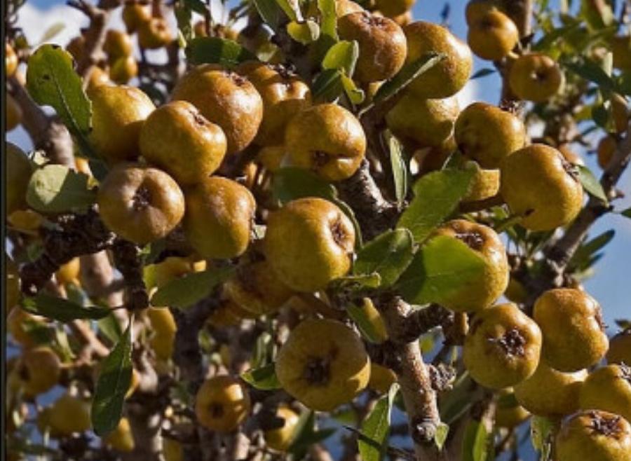 Ήταν ένας «θησαυρός» της χώρας: Ποιο είναι το ξεχασμένο δέντρο που μεγάλωσε γενιές Ελλήνων και γιατί εξαφανίστηκε