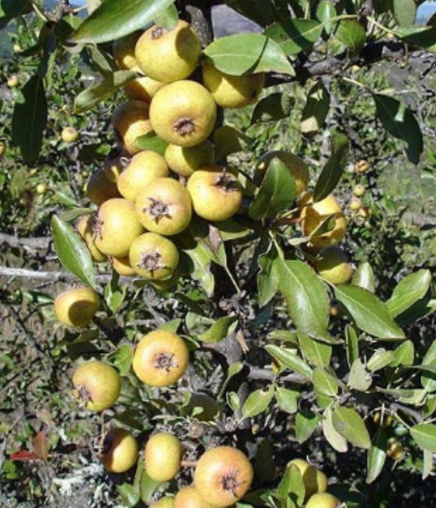 Ήταν ένας «θησαυρός» της χώρας: Ποιο είναι το ξεχασμένο δέντρο που μεγάλωσε γενιές Ελλήνων και γιατί εξαφανίστηκε