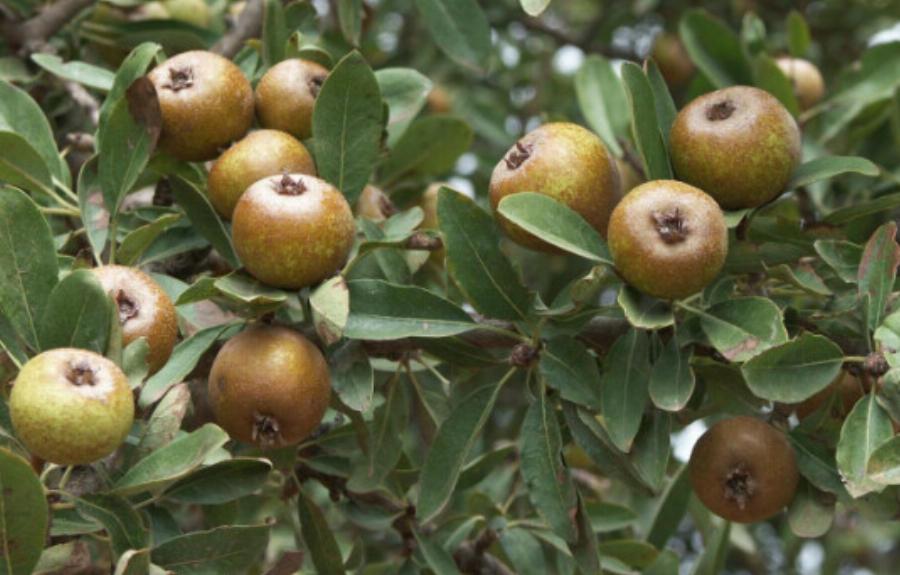 Ήταν ένας «θησαυρός» της χώρας: Ποιο είναι το ξεχασμένο δέντρο που μεγάλωσε γενιές Ελλήνων και γιατί εξαφανίστηκε