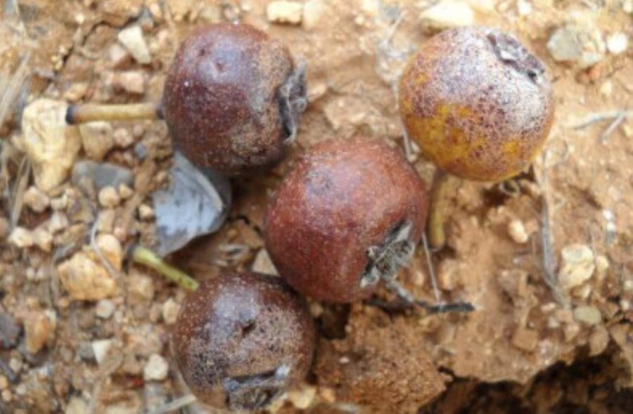 Ήταν ένας «θησαυρός» της χώρας: Ποιο είναι το ξεχασμένο δέντρο που μεγάλωσε γενιές Ελλήνων και γιατί εξαφανίστηκε