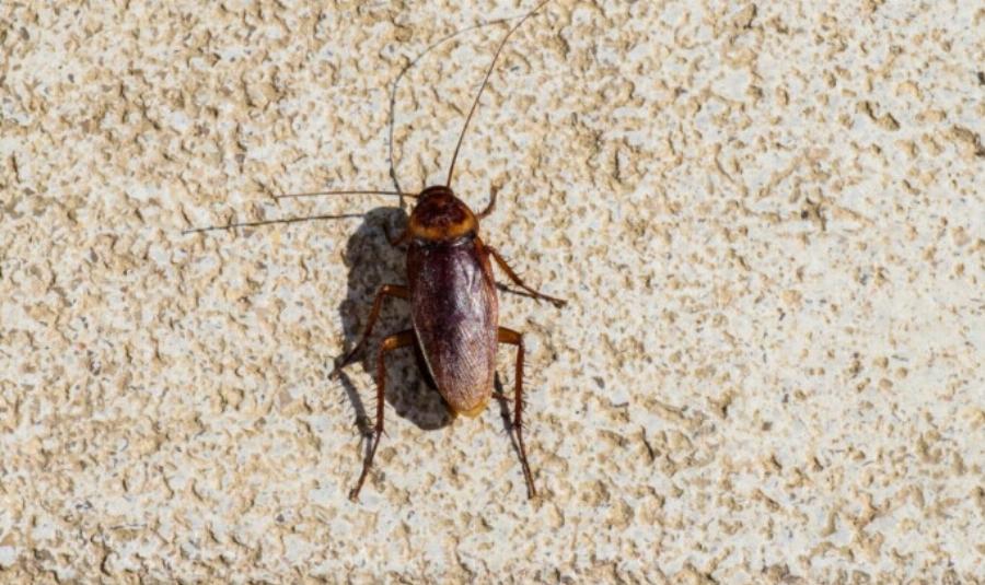 Σταματήστε να το κάνετε αμέσως: Μην σκοτώνετε ποτέ τις κατσαρίδες μέσα στο σπίτι σας, κίνδυνος να συμβεί 1 πράγμα