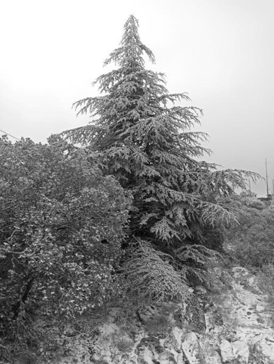 Ξεκίνησε το πυκνό Χιόνι στην Αττική: Δείτε Τώρα που Χιονίζει