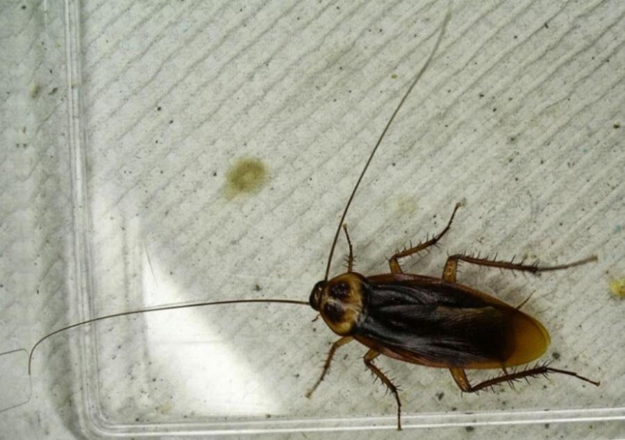 Σταματήστε να το κάνετε αμέσως: Μην σκοτώνετε ποτέ τις κατσαρίδες μέσα στο σπίτι σας, κίνδυνος να συμβεί 1 πράγμα