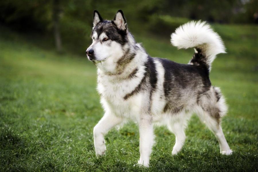 Aσύλληπτη τpαγωδiα: Nεκpός 7χρονος από επiθεση σκύλων