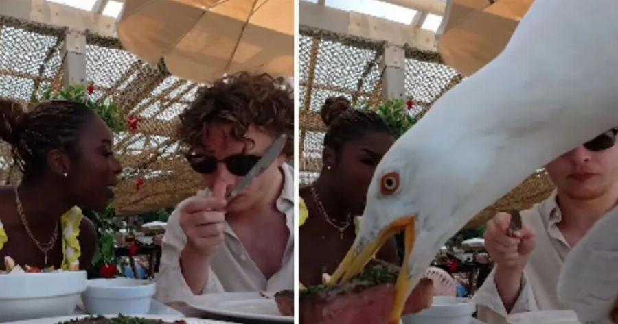 Γλάρος κάνει… βουτιά και αρπάζει μπριζόλα αξίας 100 ευρώ από ζευγάρι – Δείτε βίντεο