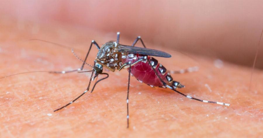 Προειδοποίηση για τον ιό Ζίκα: Ραγδαία αύξηση κρουσμάτων μετά από διακοπές