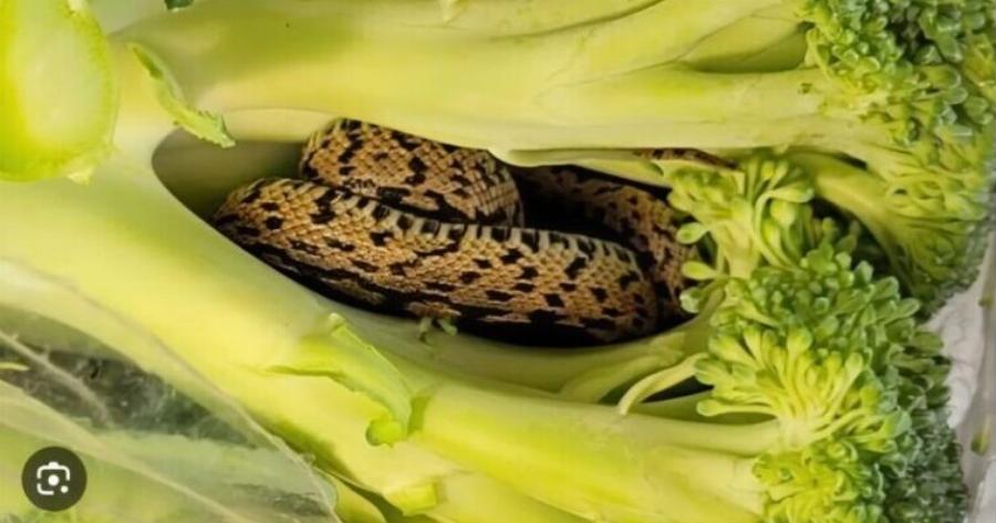 Μια σοκαριστική ανακάλυψη σε ένα απλό μπρόκολο μετέτρεψε τα συνηθισμένα ψώνια σε εφιάλτη. Κρυμμένο μέσα ήταν κάτι ζωντανό — ένας απρόσμενος τρόμος που πάγωσε τους πάντες