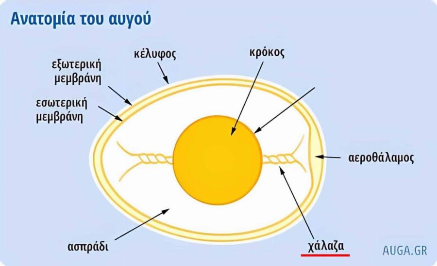 Τι Είναι το Άσπρο Νημάτιο στο Αυγό; Τι Σημαίνει για τη Φρεσκάδα του