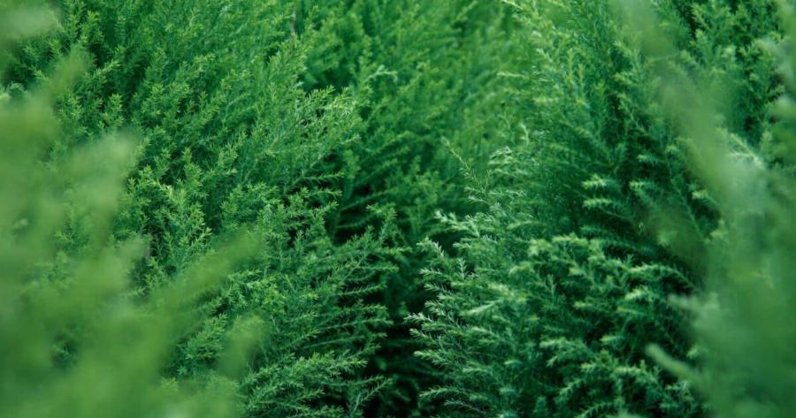 Φυτά που δεν πρέπει να φυτεύονται γύρω από το σπίτι γιατί προσελκύουν φίδια, όλοι πρέπει να τα γνωρίζουν για να τα αποφεύγουν