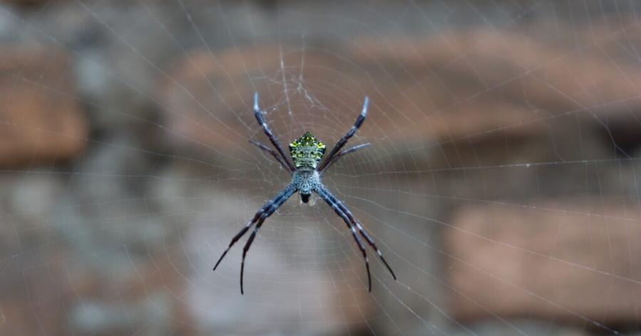 Μίλησε η επιστήμη: Να γιατί δεν πρέπει ποτέ να σκοτώσετε μια αράχνη που θα βρείτε μέσα στο σπίτι σας
