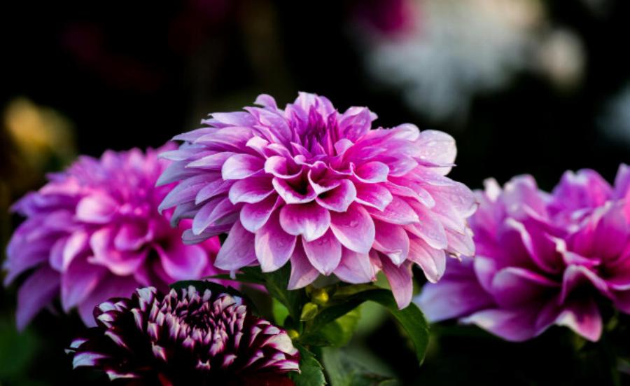 Φέρνουν καλοτυχία: 15 γουρλίδικα πράγματα που πρέπει να έχει κάθε σπίτι