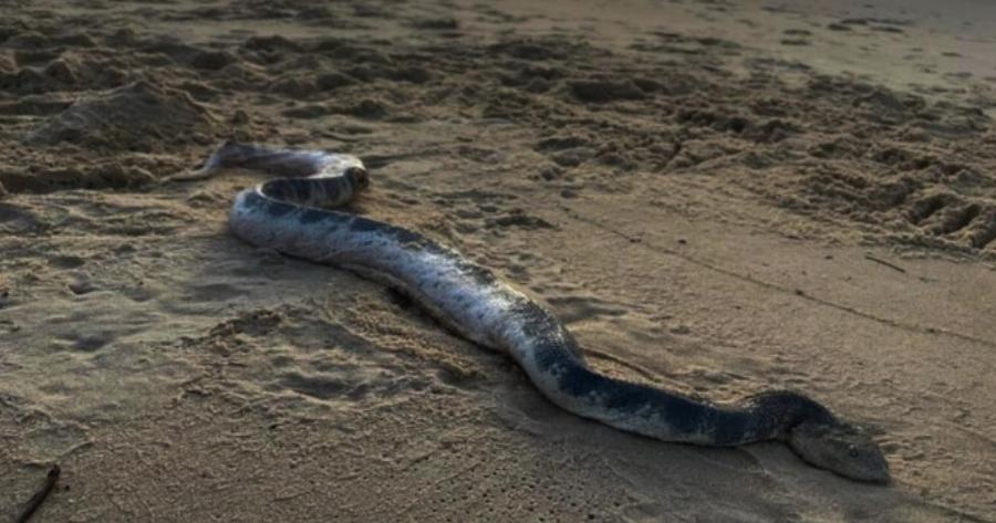 Αν φοβάστε τα φίδια κι έχετε σκοπό να πάτε για μπανάκι… ακυρώστε το: Πανικός σε παραλία, κολυμπούσε τεράστιο φίδι