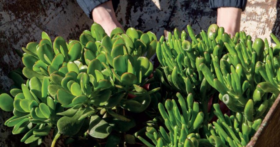 Τραβάει χρήμα & πλούτο σαν μαγνήτης: Το φυτό που θα αλλάξει την τύχη σου με το που θα το βάλεις σπίτι σου