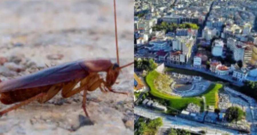 Νέος τρόμος με ιπτάμενες κατσαρίδες σε ελληνική πόλη – Γέμισε ο τόπος, ανάστατοι οι κάτοικοι «σφραγίζουν» σιφόνια