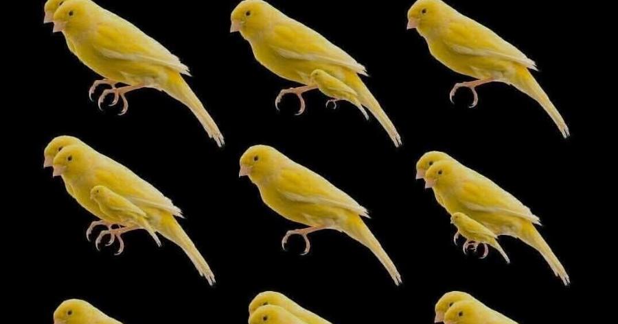 ΔΕΝ ΕΙΝΑΙ 9, ΠΟΣΑ ΠΟΥΛΙΑ ΕΙΝΑΙ;