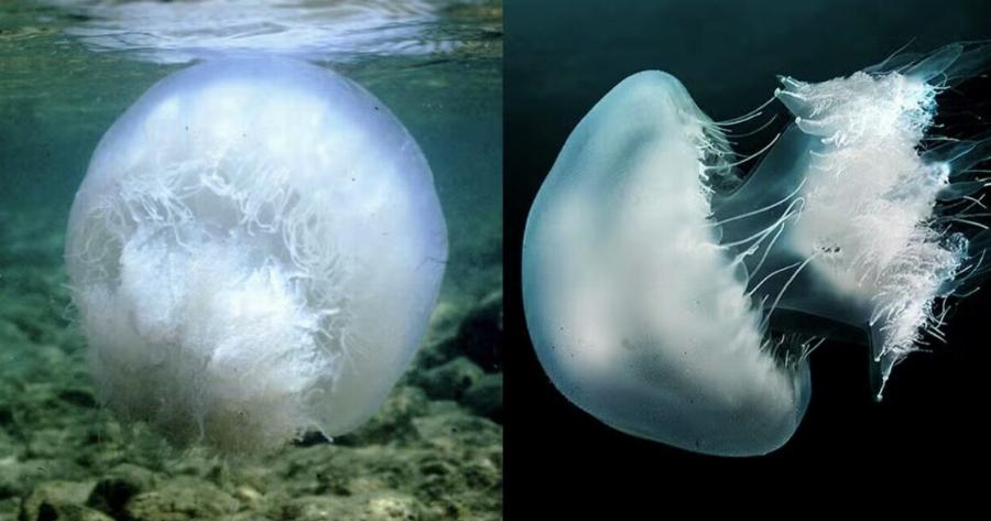 Έφτασαν οι μέδουσες γίγαντες στην Ελλαδα – Σε ποιες περιοχές βρίσκονται
