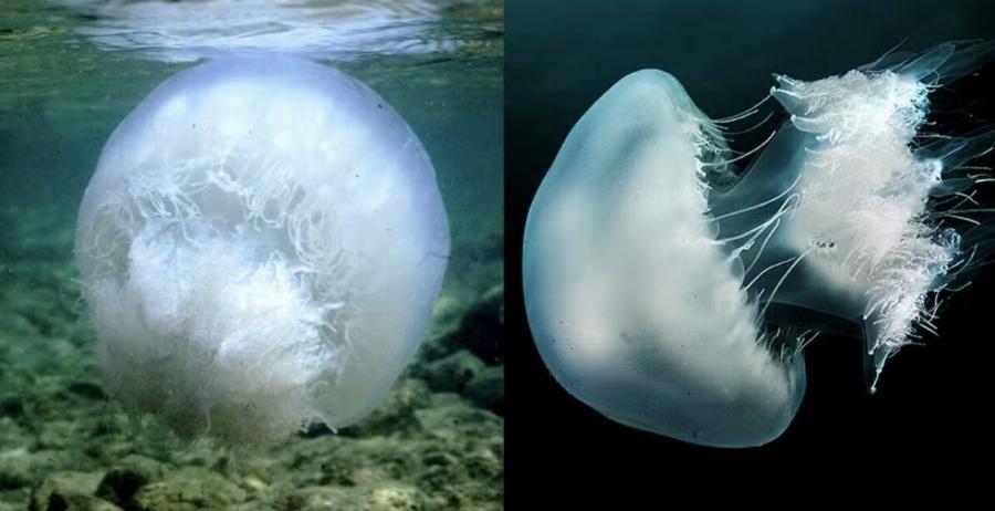 Έφτασαν οι μέδουσες γίγαντες στην Ελλαδα – Σε ποιες περιοχές βρίσκονται