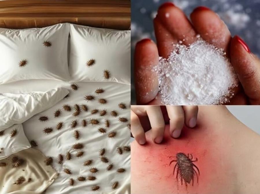 Πώς να αφαιρέσετε τα ακάρεα της σκόνης και τους κοριούς από το στρώμα σας με φυσικό τρόπο
