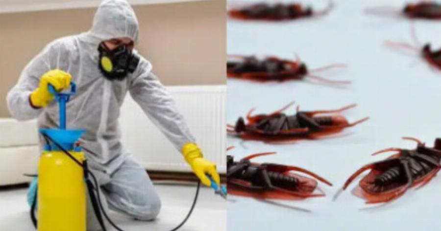 Tρόμος με τις ιπτάμενες κατσαρίδες – Εξαπλώνονται σε όλη την Ελλάδα;