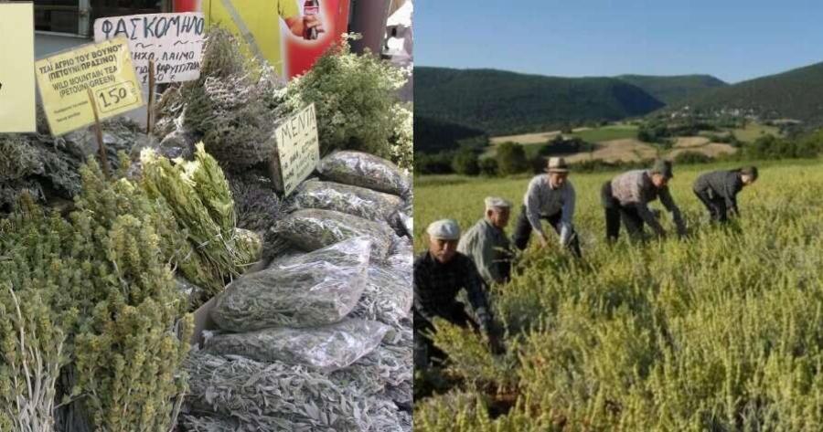 Το ταπεινό μυρωδικό που προστατεύει από υπέρταση και καρκίνο του παχέος εντέρου