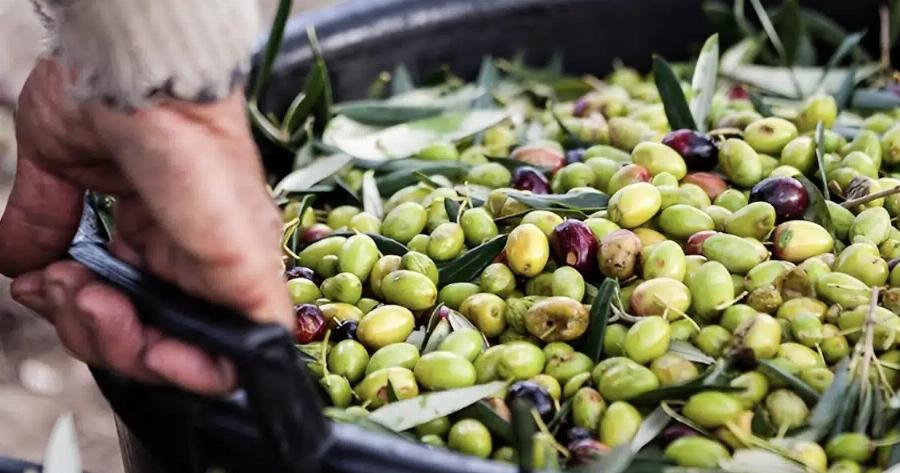 Τραγωδία στην Ηλεία: Οι συγγενείς του βρίσκονται σε σοκ, μετά από όσα είδαν με τα μάτια τους – Πήγε να μαζέψει ελιές, αλλά δεν κατέρρευσε