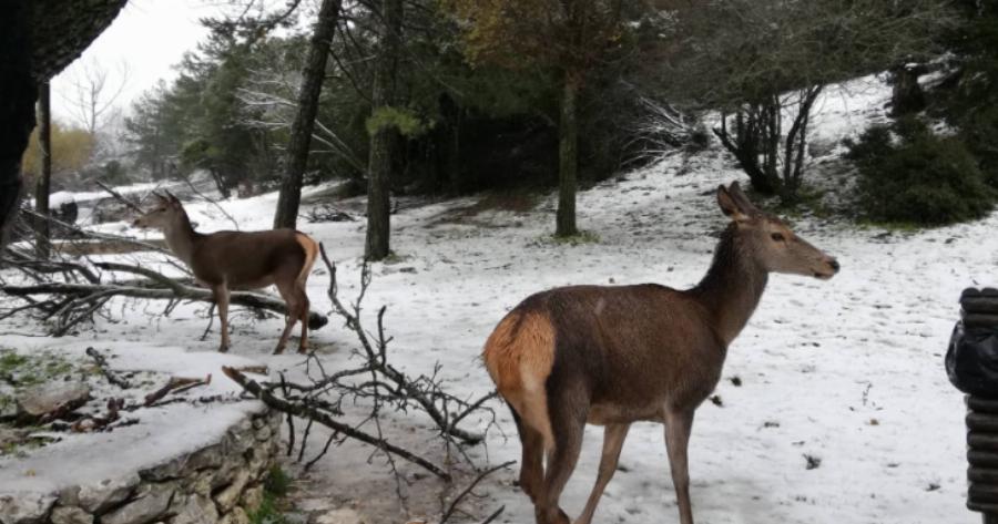 Βίντεο: Τα ελάφια της Πάρνηθας μέσα στο χιόνι…