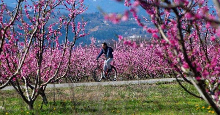 Το ροζ «πέπλο» της Βέροιας με τις ανθισμένες ροδακινιές