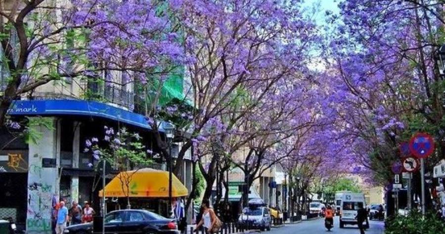 Τα τροπικά δέντρα που μεταμορφώνουν κάθε Άνοιξη την Αθήνα σε υπέροχες εικόνες