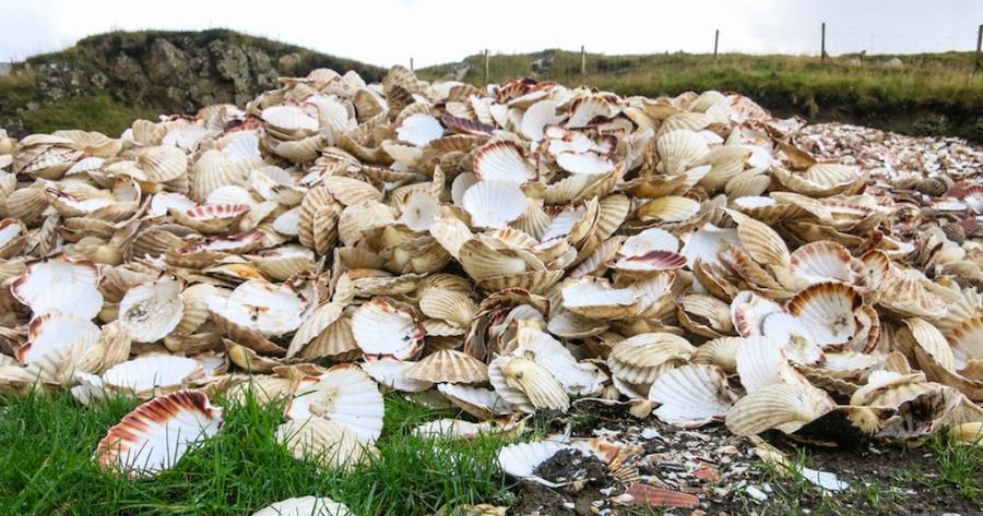 Μία γυναίκα ζητούσε κοχύλια από τους ψαράδες. Δεν μπορούσαν όμως να φανταστούν το λόγο…