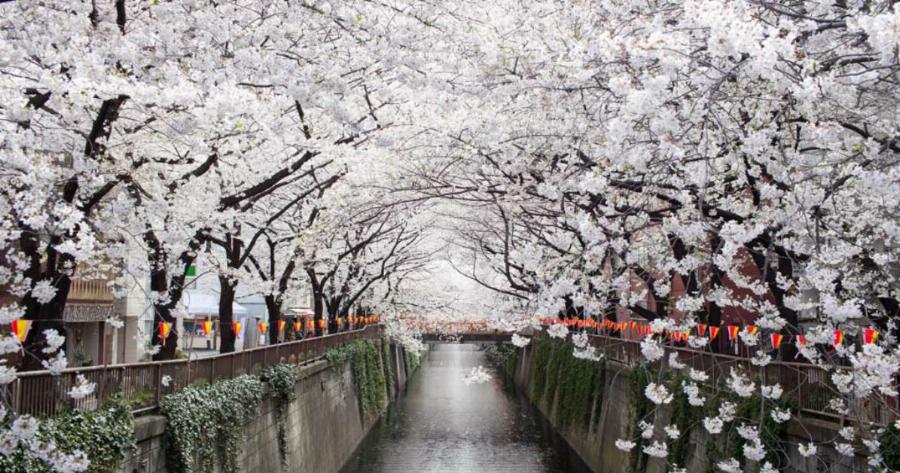 12 μαγικές φωτογραφίες με ανθισμένες Ιαπωνικές κερασιές (sakura)