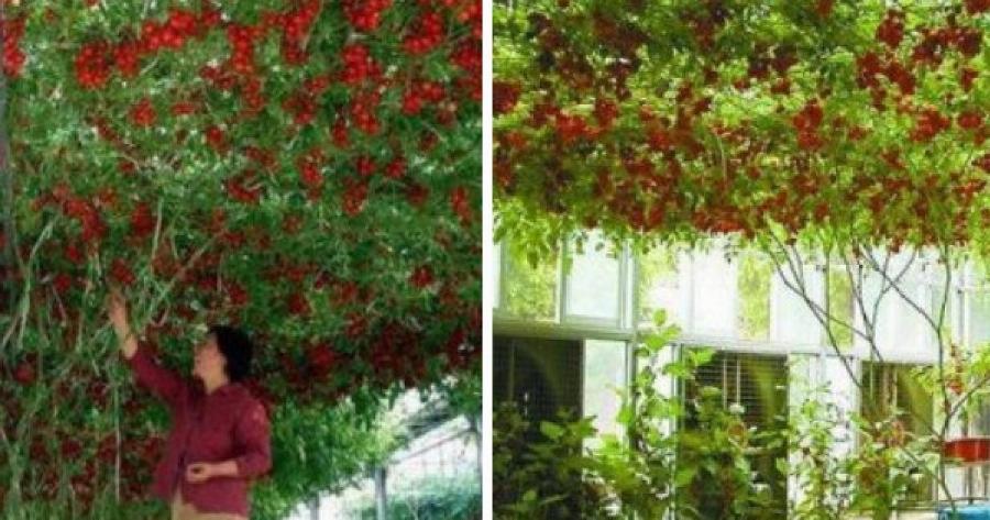 10.000 ντομάτες από μία μόνο ντοματιά «χταπόδι»