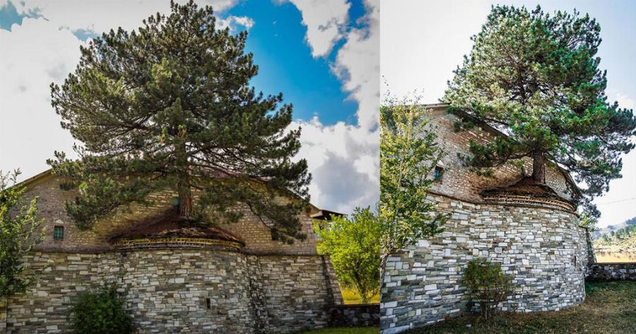 100 χρονών δέντρο μεγαλώνει μέσα στο ιερό εκκλησίας στα Γρεβενά