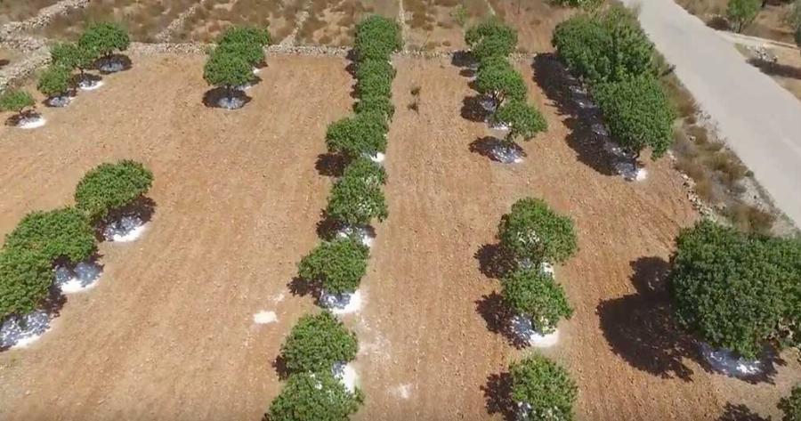 Μαστιχόδενδρο της Χίου: Το δέντρο που φυτρώνει μόνο στη Χιο σε ένα μοναδικό βίντεο από ψηλά