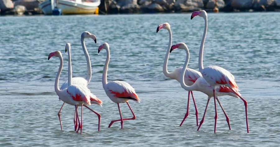 Το Ναύπλιο γέμισε με υπέροχα φλαμίνγκο και το θέαμα είναι μαγευτικό