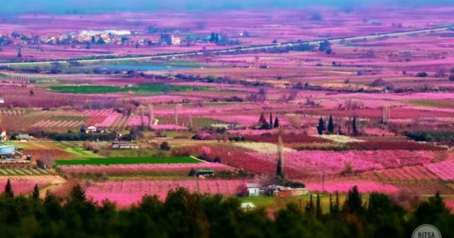 Οι χιλιάδες ανθισμένες ροδακινιές της Βέροιας σε 16 φωτογραφίες βγαλμένες από τα παραμύθια