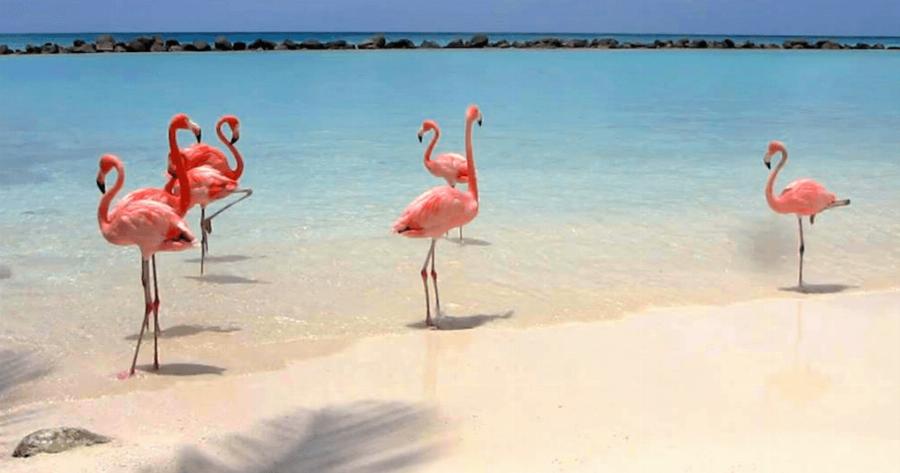 Η πανέμορφη παραλία των φλαμίνγκο που μπορεί κάποιος να κάνει μπάνιο μαζί τους