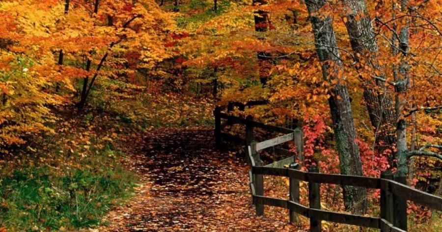 Το μοναδικό παρθένο δάσος της Ελλάδας και ένα από τα ελάχιστα της Ευρώπης βρίσκεται στη Δράμα!