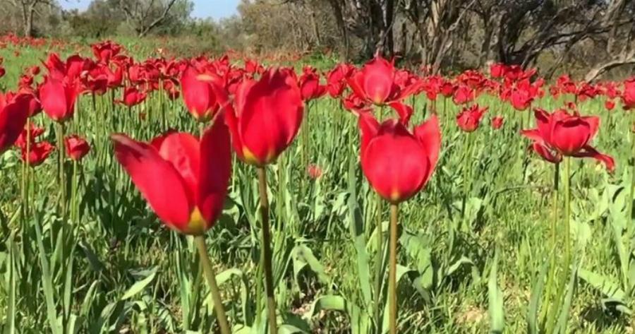Οι τουλίπες της Χίου σε ένα υπέροχο βίντεο!