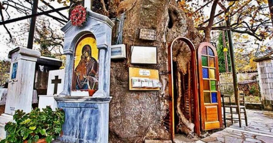 Μοναδικό στην Ελλάδα: Το Εκκλησάκι της Παναγίας που βρίσκεται μέσα σε έναν τεράστιο πλάτανο!
